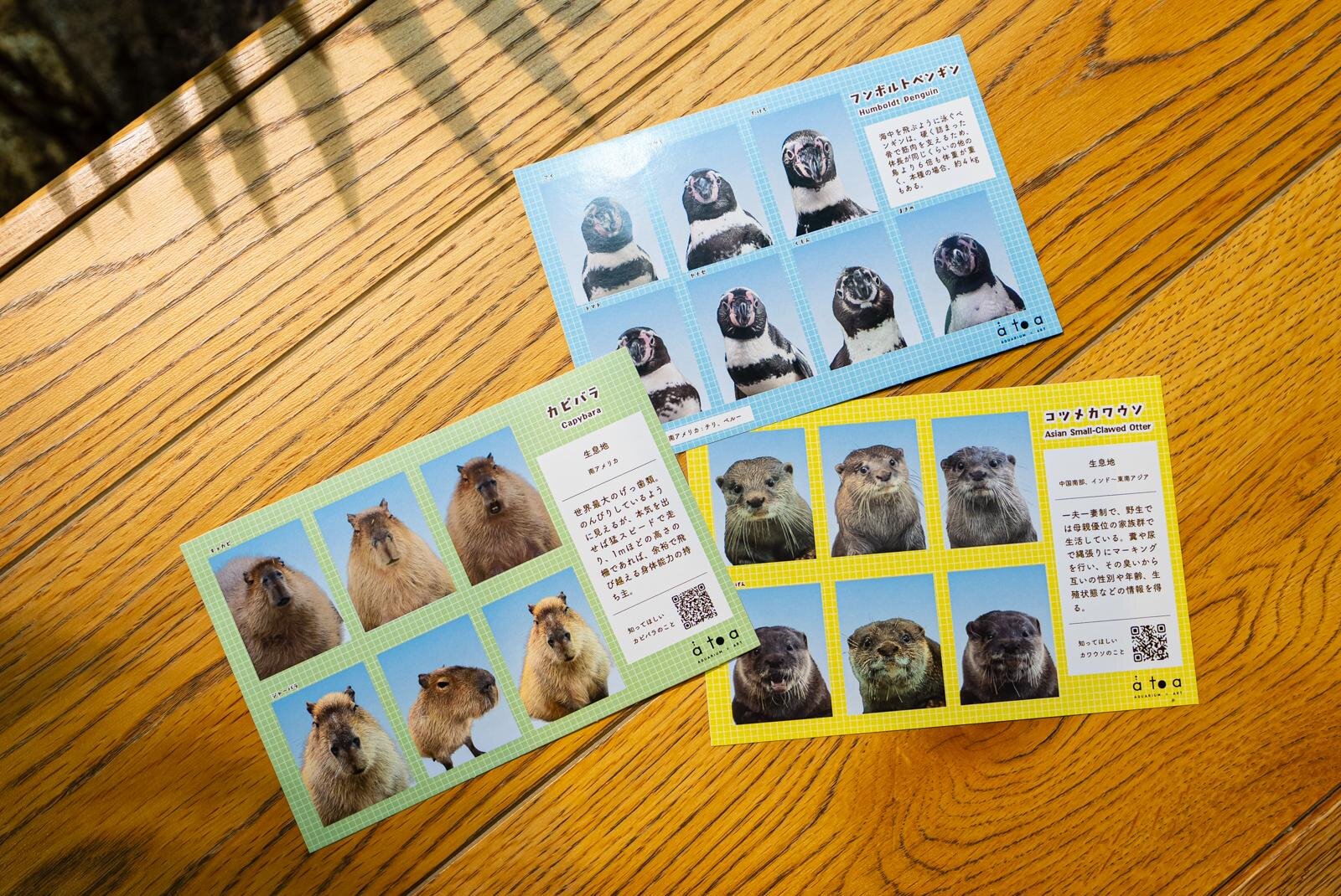 神戸「アトア」アート没入型水族館、5周年記念“ペンギン”の証明写真風シール＆カワウソスイーツ｜写真9