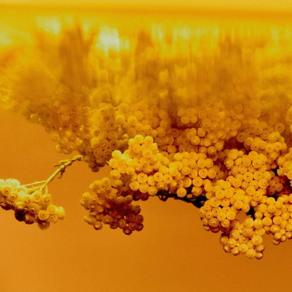 “不滅の花”やローズが香る26年夏フレグランス「コントル ジュール」仏発フレデリック マルから｜写真5