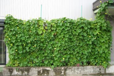 天然のエアコンとして最適な壁面緑化