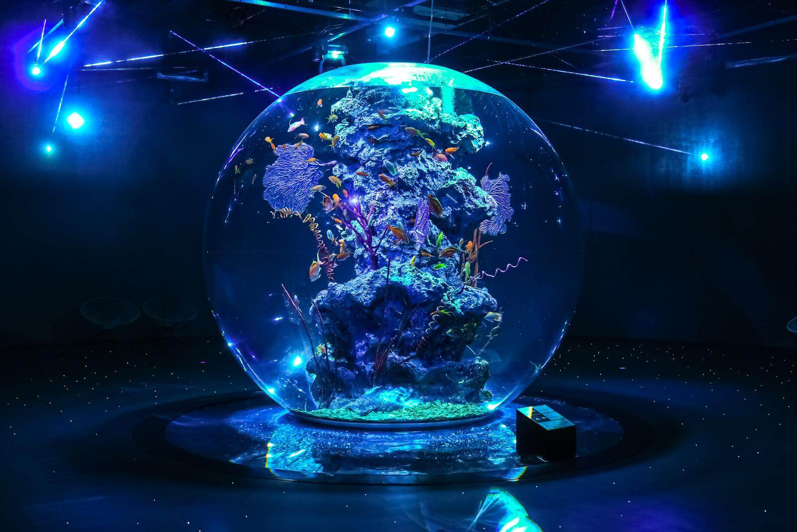 神戸「アトア」アート没入型アクアリウム、フォトジェニックな花火演出や‟カワウソ”スイーツ＆ぬいぐるみ