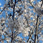 森田 ひかる 2026/4/07 桜 みなさん、こんにちは 櫻坂46 二期生の森田ひかるです🌱 春ですねー！最近暖かくなってきて嬉しい〜🌼 花粉症はま… MORE