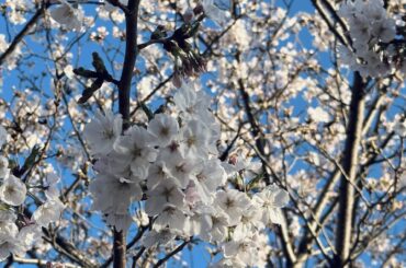森田 ひかる 2026/4/07 桜 みなさん、こんにちは 櫻坂46 二期生の森田ひかるです🌱 春ですねー！最近暖かくなってきて嬉しい〜🌼 花粉症はま... MORE