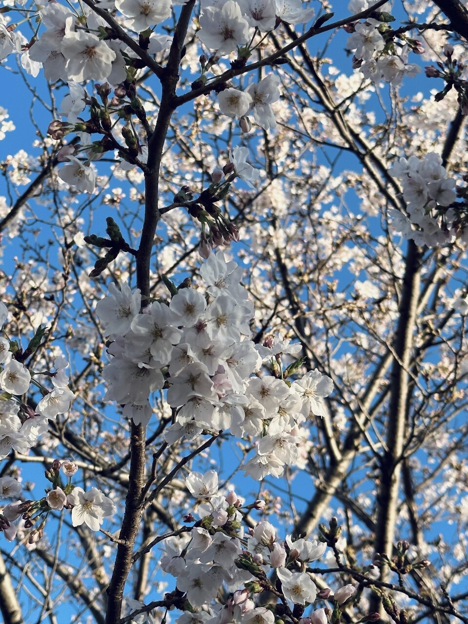 森田 ひかる 2026/4/07 桜 みなさん、こんにちは 櫻坂46 二期生の森田ひかるです🌱 春ですねー！最近暖かくなってきて嬉しい〜🌼 花粉症はま… MORE