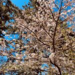 遠藤 光莉 2026/4/09 #386. アニラまであと２日🌸 ブログを開いて下さり、ありがとうございます。櫻坂46 二期生の遠藤光莉です。ﾟ+｡::ﾟ｡:.ﾟ｡+｡｡+.:ﾟ…