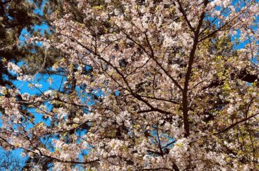 遠藤 光莉 2026/4/09 #386. アニラまであと２日🌸 ブログを開いて下さり、ありがとうございます。櫻坂46 二期生の遠藤光莉です。ﾟ+｡::ﾟ｡:.ﾟ｡+｡｡+.:ﾟ...