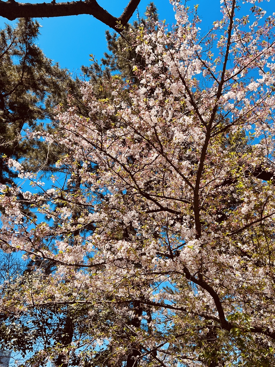 遠藤 光莉 2026/4/09 #386. アニラまであと２日🌸 ブログを開いて下さり、ありがとうございます。櫻坂46 二期生の遠藤光莉です。ﾟ+｡::ﾟ｡:.ﾟ｡+｡｡+.:ﾟ…