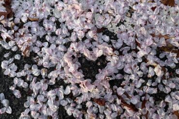 石森 璃花 2026/4/03 ピンクムーン、179 なんとか、、なんとか！少し雨が降ってたけど、桜、見れました☆彡 ♡これが日常ならいいのになんて思っちゃったりもし...