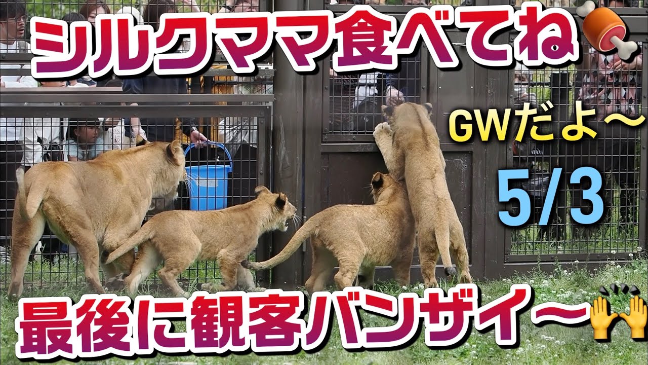 GWだよ〜シルクママ今日は🍖食べてねー【最後に観客バンザイ🙌】 #のんほいパーク #ライオン #アース #旭山動物園 #桐生が岡動物園 #安佐動物園 #lion  #茶臼山動物園 #屠体給餌 #シルク