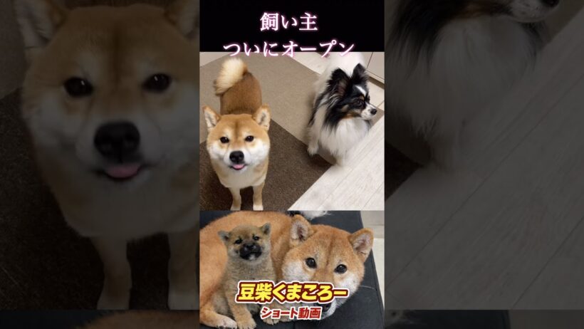 #柴犬 　#くまころー　#ポイポイポー君三世　#犬好きと繋がりたい