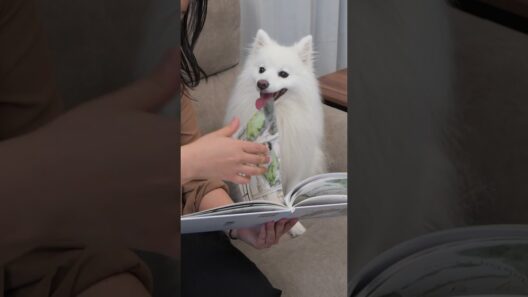 📖『ほんを よむ いぬ』（著キム・ミヌ김민우／訳 渡辺奈緒子）好評発売中✨️https://303books.official.ec/items/135481101
