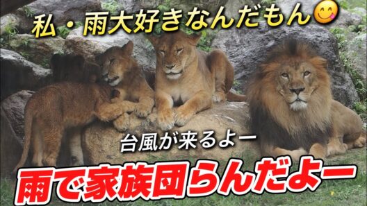雨で家族団らんも良いよね💕【わたし雨大好きなんだもん😋】 #のんほいパーク #ライオン #アース #旭山動物園 #桐生が岡動物園 #安佐動物園 #lion  #茶臼山動物園  #雨 #梅雨 #台風