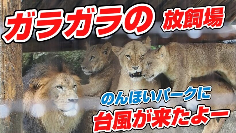 のんほいに台風🌀が来たよー【ガラガラの放飼場】 #のんほいパーク #ライオン #アース #旭山動物園 #桐生が岡動物園 #安佐動物園 #lion  #茶臼山動物園  #雨 #台風
