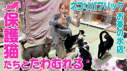【保護猫】まったりゆったり猫たちとたわむれて癒されました！
