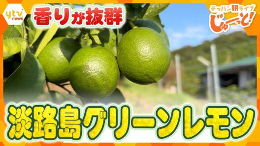 ジューシーで香りが抜群！淡路島で大人気のグリーンレモン収穫体験【テッパン朝ライブ じゅーっと！/じゅーっ特集！生中継】