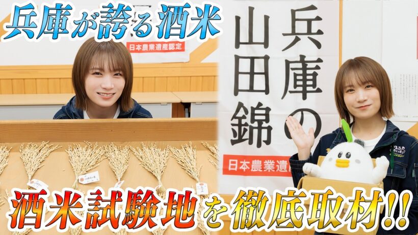 酒米の王様・山田錦を徹底取材！研究施設で超貴重体験連発！？兵庫が誇る日本酒の美味しさの秘訣に迫ります🍶
